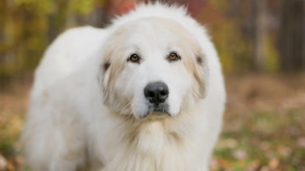 What My Rescue Dog Taught Me About Money–and Fear